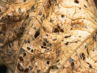 穴の空いた枯葉アップ13