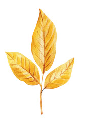 Obraz premium Autumn Leaves Watercolor, yellow flora art. Beautiful Fall Foliage Illustration for Seasonal Decor. Nature clipart