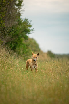 Curious dingo in long grass by the side of rural road