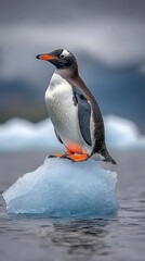 Fototapeta premium Gentoo Penguin on Icy Berg in Calm Water