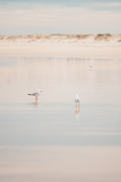 Seagulls on the beach with muted pastel tones