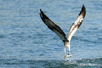 osprey is hunting a fish