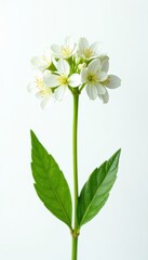Obraz premium Close-up of Edelweiss, stem and leaves, pure white backdrop , flora, close-up