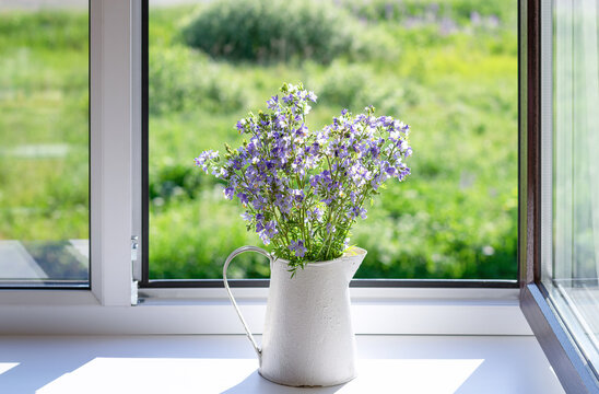 A bouquet of wild polemonium flowers in a vintage white jug.