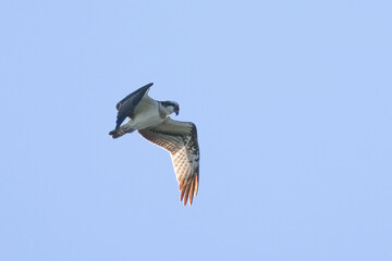 osprey is hunting a fish