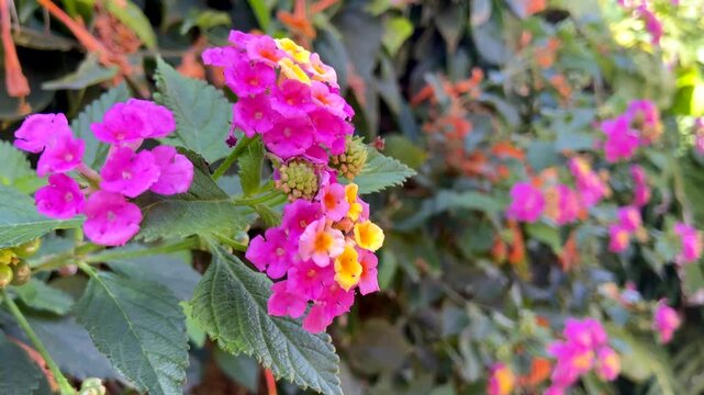 Lantana camara is a species of flowering plant native to the American tropics in the garden in Tenerife,
Canary Islands,Spain. Tickberry or Wild-sage pink yellow flowers close up, 4K 