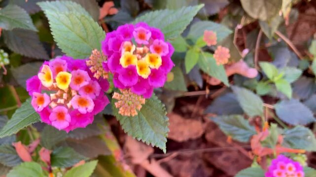 Lantana camara is a species of flowering plant native to the American tropics in the garden in Tenerife,
Canary Islands,Spain. Tickberry or Wild-sage pink yellow flowers close up, 4K 