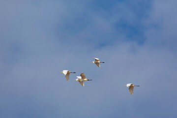 birds in flight
