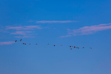 birds in flight