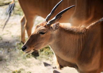 Fototapeta premium Antelope Impala ( Aepyceros melampus)