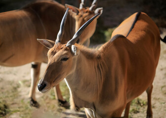 Antelope Impala ( Aepyceros melampus)