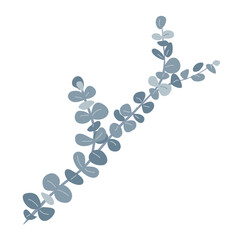Branch of silver dollar or baby blue pulverulenta eucalyptus. Gum tree twig isolated design element. Vector cartoon illustration