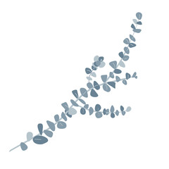 Branch of silver dollar or baby blue pulverulenta eucalyptus. Gum tree twig isolated design element. Vector cartoon illustration
