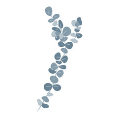Branch of silver dollar or baby blue pulverulenta eucalyptus. Gum tree twig isolated design element. Vector cartoon illustration