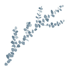 Branch of silver dollar or baby blue pulverulenta eucalyptus. Gum tree twig isolated design element. Vector cartoon illustration