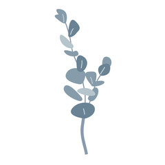 Branch of silver dollar or baby blue pulverulenta eucalyptus. Gum tree twig isolated design element. Vector cartoon illustration