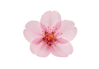 Naklejka premium Pink cherry blossom isolated on White background
