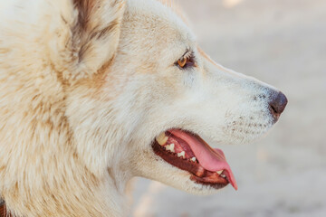 Fototapeta premium portrait of a husky dog breed. photo of a dog's face with teeth