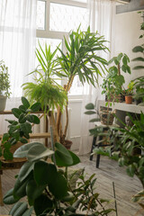 Fototapeta premium A fragment of the interior with a variety of indoor plants and plaster sculptures. Urban jungle concept. Biophilia design.