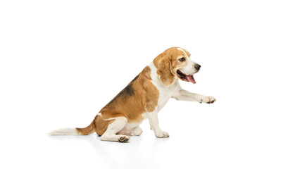 Purebred beagle, with tongue out lifting paw while sitting, engaging in playful interaction against...