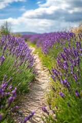 Obraz premium narrow footpath leads through gently swaying lavender field under partly cloudy sky, creating serene and picturesque landscape
