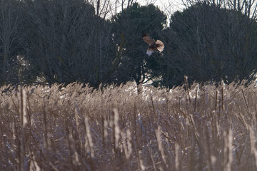 kite, bird, predatory, view, landscape, reeds, plants, trees, fl