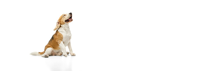 Banner. Beagle sitting with head raised, mouth slightly open, eyes closed in relaxed posture against white background with negative space. Concept of pet care, calmness, peaceful moments, well-being.