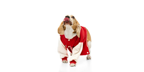 Cute purebred beagle in red varsity jacket standing with tongue out against white studio background. Concept of stylish pets, pet fashion industry, and grooming services.