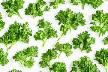 Fresh Green Parsley Arranged in a Seamless Pattern on a White Background in Minimal Style