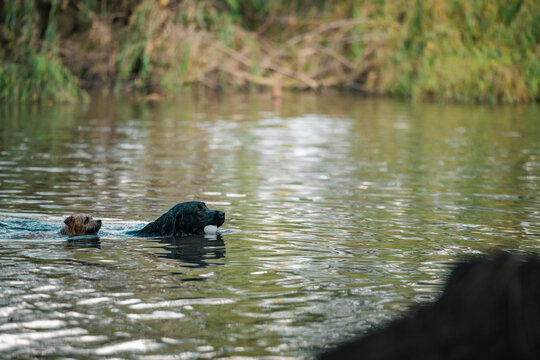 Black labrador dog swimming in the river with ball in mouth followed by small terrier
