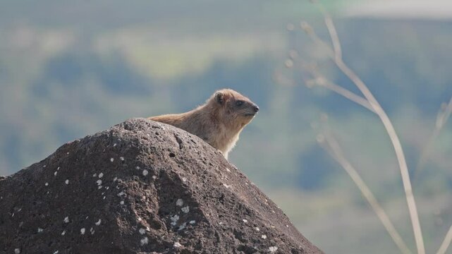 Rock Hyrax (Procavia capensis) In the Jordan Valley, Male at a lookout point