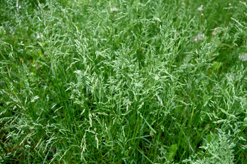 Wild grass on meadow in summer or spring.