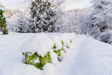 綿帽子の白菜畑
