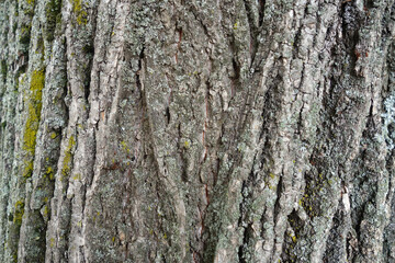 Linden tree bark texture.