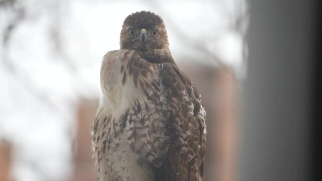 A young hawk stares into the camera as its feathers rustle in the winter breeze.
