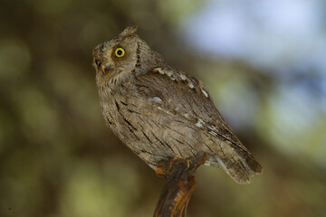 owl on a branch, Assiolo (Otus scops) Owls - European scops owl, Otus scops, Sardinia, Italy
