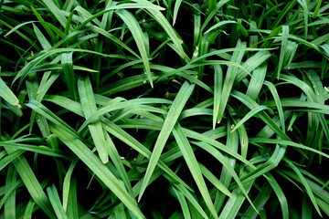 Green grass leaves close up.