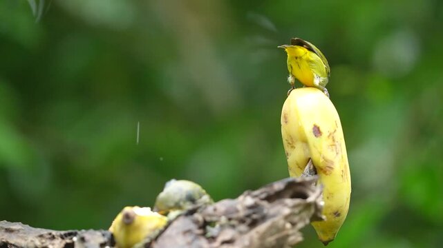 Orange bellied flowerpecker birds eating bananas in the garden. Green nature background with copyspace