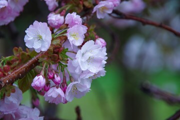 雨に濡れた桜