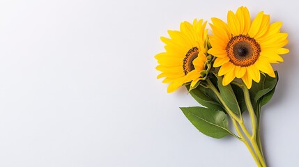 Fototapeta premium Vibrant Yellow Sunflowers on Gray Background