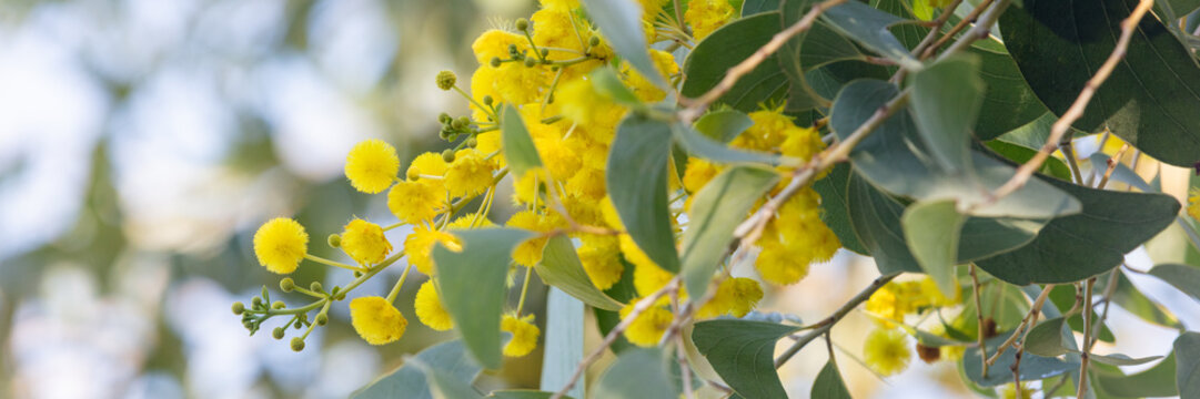 Acacia dunnii - Northern Territory Wattle