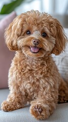 Adorable apricot poodle puppy portrait with fluffy fur and happy expression on a neutral sofa