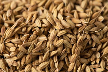 Drying the paddy, rice seeds wrapped in husks texture background.
