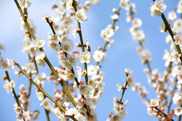 青空と満開の梅の花
