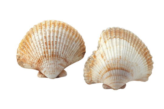  A collection of assorted sea shells on transparent background