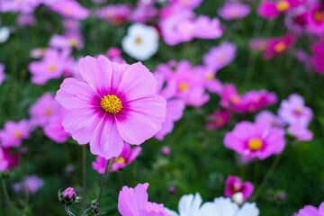 Colorful Fresh COSMOS flowers is blooming in the garden background, Beautiful nature view COSMOS flowers with pink color, white color, purple color among the field