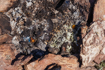 burning organic garbage in a campfire in nature. An extinct campfire in the mountains after tourists