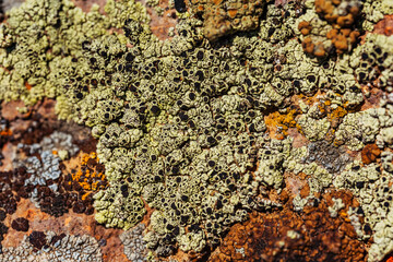 Xanthoria wallis on rocks in the mountains. colored lichen on rock. texture of moss on granite