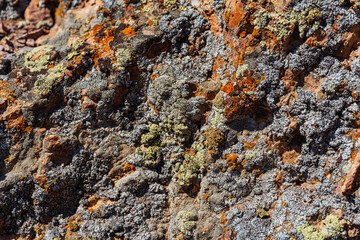 Xanthoria wallis on rocks in the mountains. colored lichen on rock. texture of moss on granite