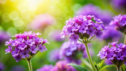 Obraz premium Purple Verbena Flowers Bokeh Garden Closeup - Vibrant Spring Bloom